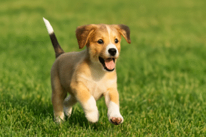 Healthy vaccinated puppy playing safely outdoors