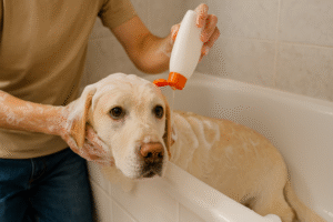 Dog being bathed at home with pet-safe shampoo.