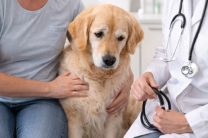 Signs Your Dog Needs Treats for a Sensitive Stomach