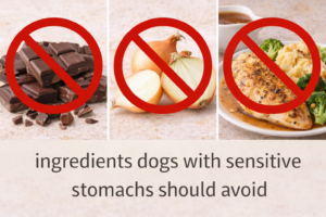 ingredients dogs with sensitive stomachs should avoid