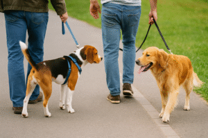 parallel walking method for dog socialization